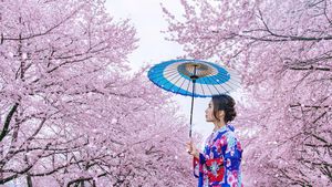 Japan Cherry Blossom Season 2025: A Travel Guide with Tips and Bloom Forecast